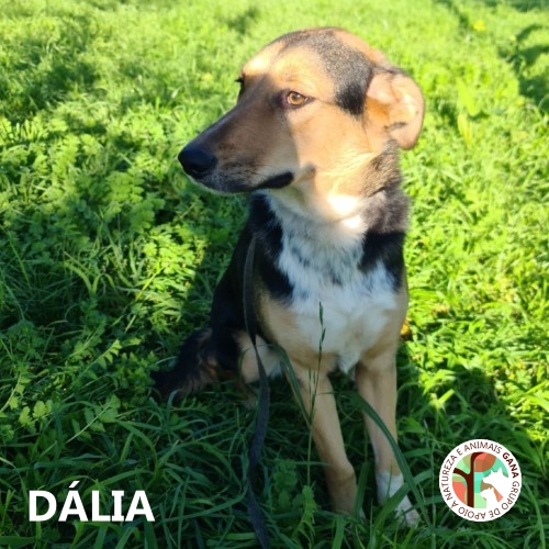 Dália, cadela para adoção