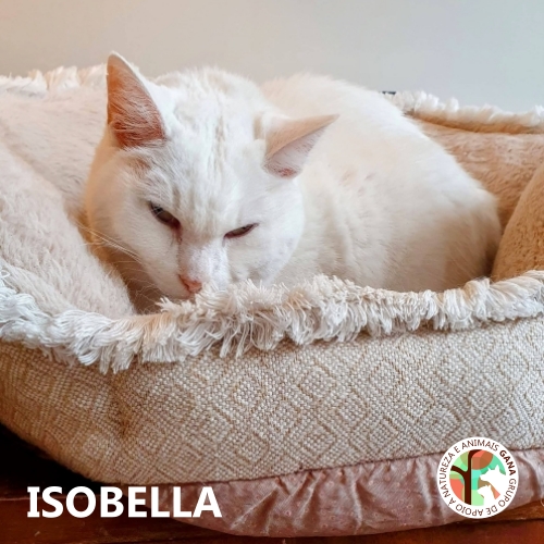 Isobella, gata para adoção