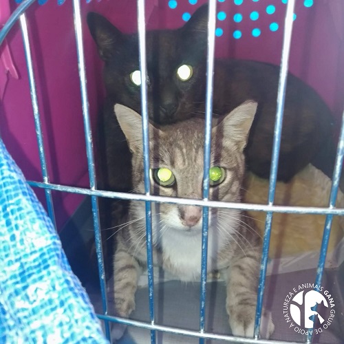 Colónia de Coimbrões | 2º e 3º animais/gatos