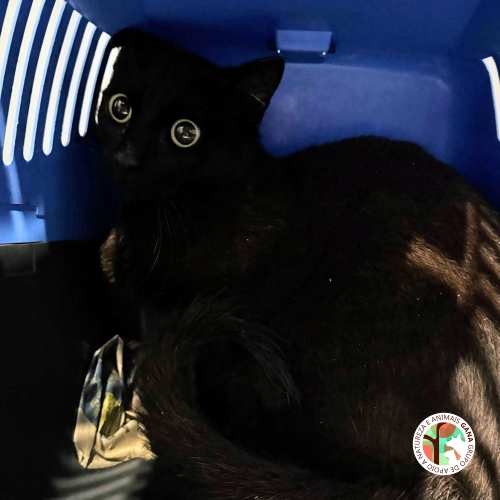 Colónia de Valadares | 13º animal/gato