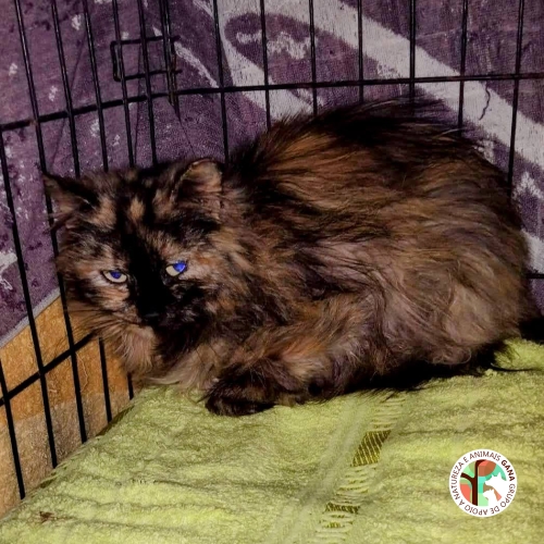 Colónia de Valadares | 8º animal/gata