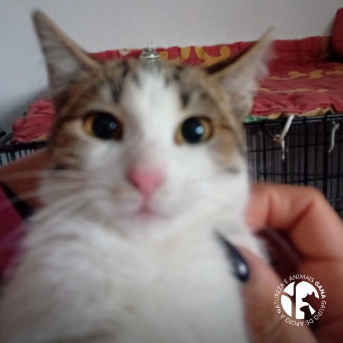 São Pedro da Cova | 6º animal/gato
