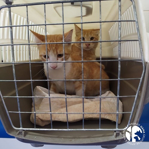 Colónia da Ilha da Ana | 5º e 6º animais/gatos