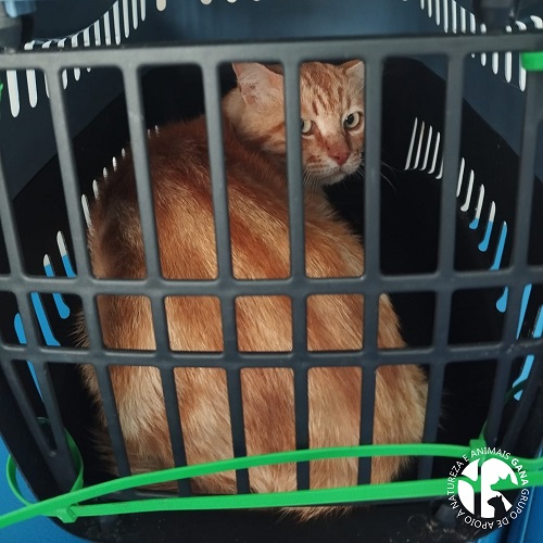 Colónia de General Torres | 4º animal/gato