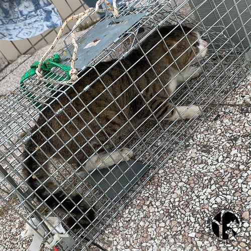 Colónia dos Aviadores | 3º animal/gato