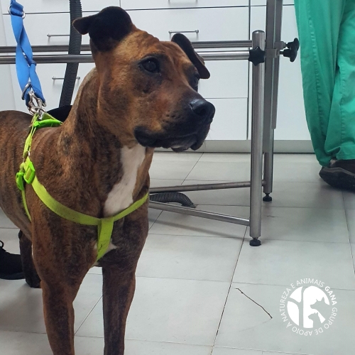 Particular/Outros | 1º animal/cadela