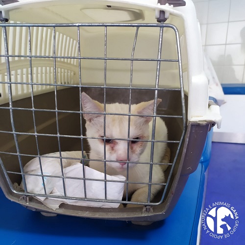 Colónia da Ilha da Ana | 3º animal/gata