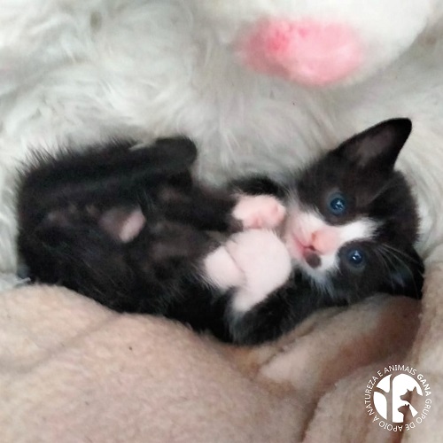 Colónia de São Pedro da Cova | 1º animal/gato
