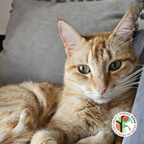 Particular | gato Simba