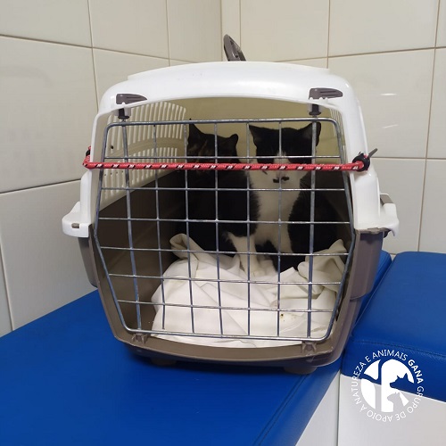 Colónia de Canide | 6º e 7º animais/gatas